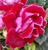 Gloxinia*******Pour Lisbonne et ses victimes*******