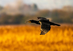 Cormorant