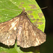 IMG 7572moth