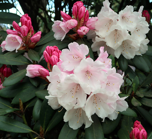 Rhododendron