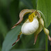 Columbia Hybrid Lady's Slipper