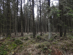 20180405 3554CPw [D~AUR] Schlosswald Lütetsburg, Lütetsburg