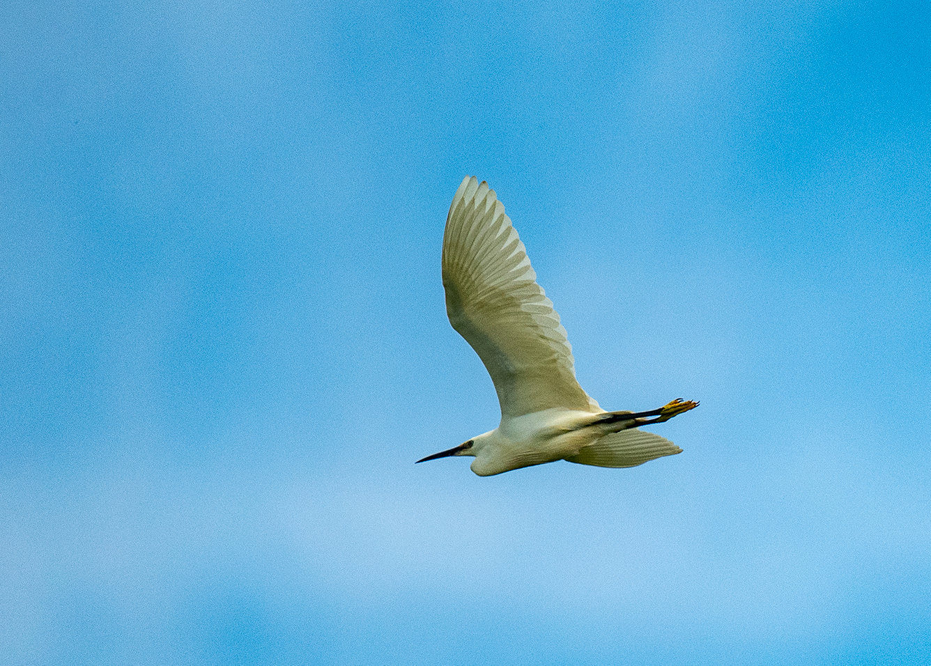 Practicing flight shots: Little egret