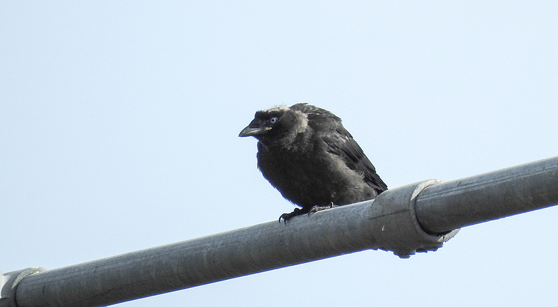20190615 5342CPw [R~GB] Dohle, Haverfordwest, Wales