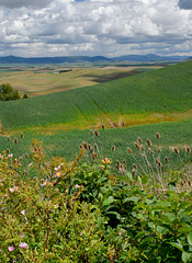 The slopes of Steptoe Butte