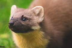 Pine Marten at close range.