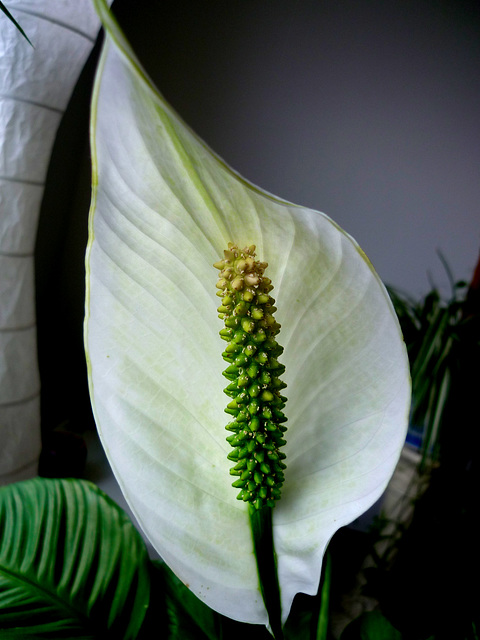 Spathiphyllum...