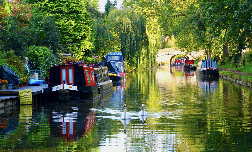 Swans on the Shropshire Union