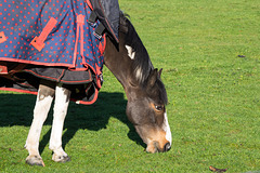 Grazing horse