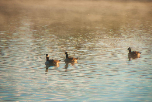 out of the mist