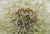 Pusteblume