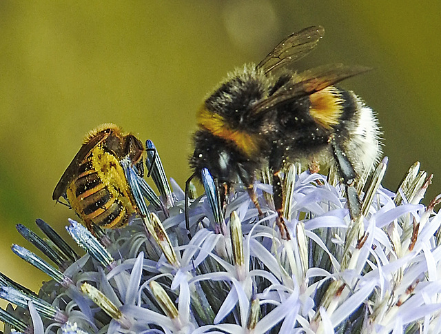 20230723 2980CPw [D~LIP] Kugeldistel, Gelbbindige Furchenbiene, Dunkle Erdhummel, Bad Salzuflen