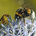 20230723 2980CPw [D~LIP] Kugeldistel, Gelbbindige Furchenbiene, Dunkle Erdhummel, Bad Salzuflen