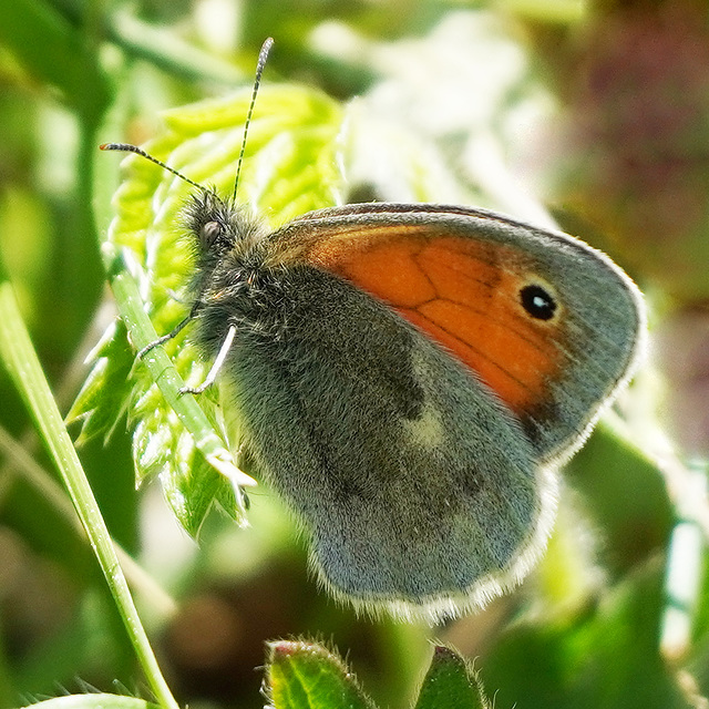 Ein ziemlich haariger Schmetterling - A pretty hairy butterfly