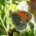 Ein ziemlich haariger Schmetterling - A pretty hairy butterfly