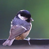 la Mésange noire, - Coal Tit, (Periparus ater)