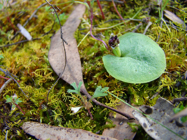 Helmet orchid Eyre Peninsula