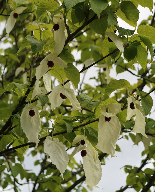 Handkerchief Tree