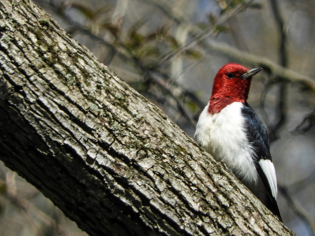 Red-headed Woodpecker, Pt Pelee