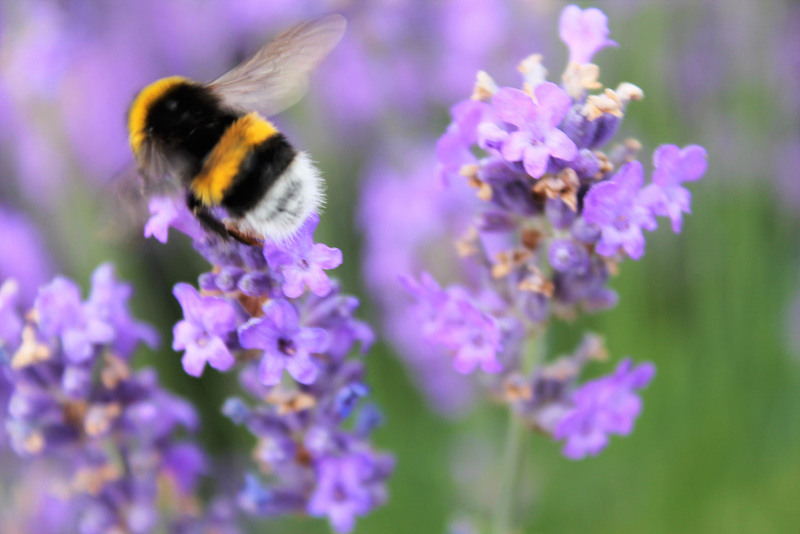 bzzzzzzzz