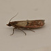 Micro Moth EF7A3267