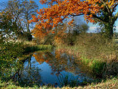 Hertfordshire Pond