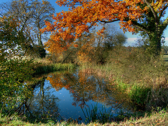 Hertfordshire Pond