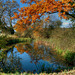 Hertfordshire Pond