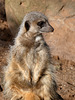 Meerkat