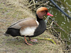 Nette rousse = Netta rufina, Parc des Oiseaux (France)