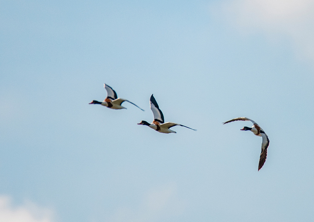 Practicing flight shots: Shelducks