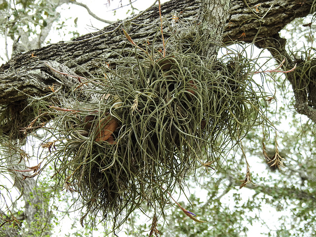 Day 5, air plant, King Ranch, Norias Division