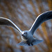 Gull in flight