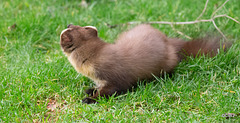 Pine Marten at breakfast this morning