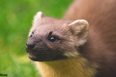 Pine Marten at close range.