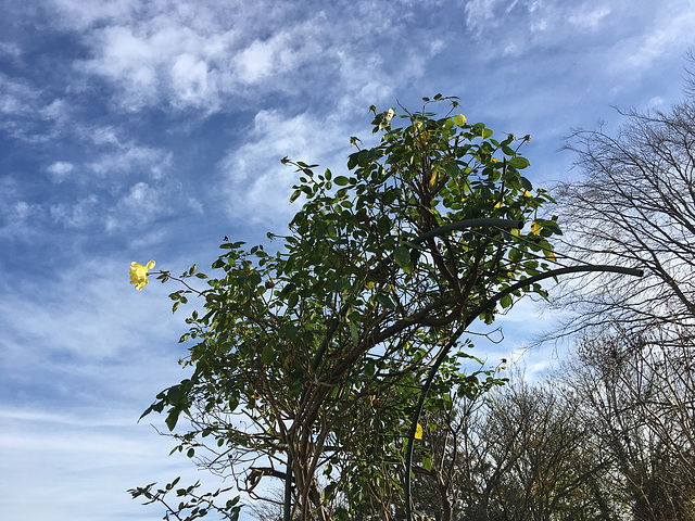 La rose jaune