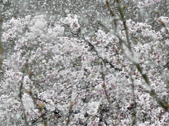 Mandelblüten im Schneegestöber ...
