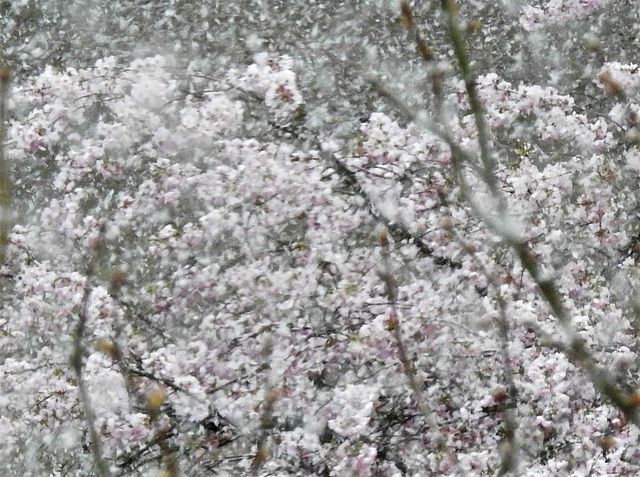 Mandelblüten im Schneegestöber ... Mandelblüten im Schneegestöber ...