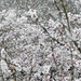 Mandelblüten im Schneegestöber ...