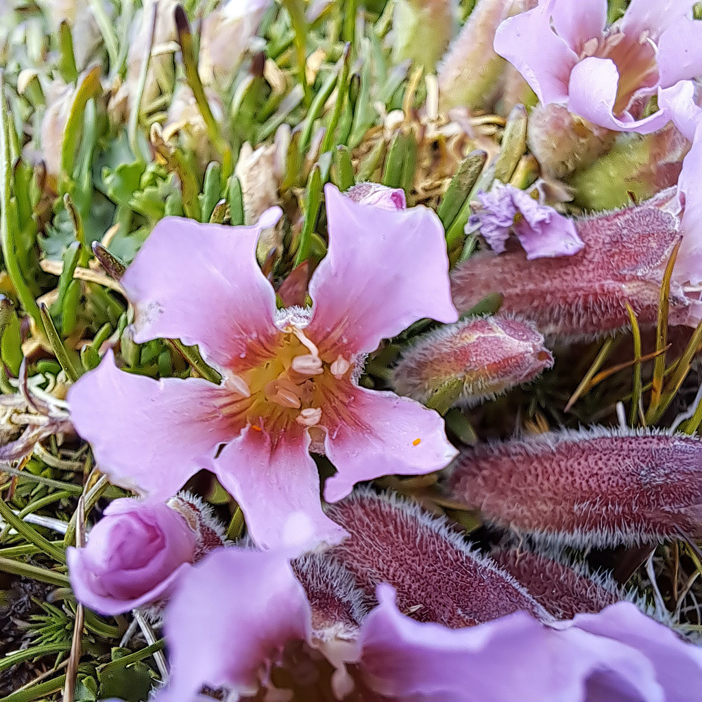 Zwerg-Seifenkraut (Saponaria nana, Syn.: Saponaria pumilio, Saponaria pumila)