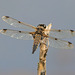 EF7A0980-CR2 DxO DeepPRIME -1Dragonflyv5