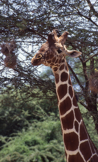 Reticulated Giraffe