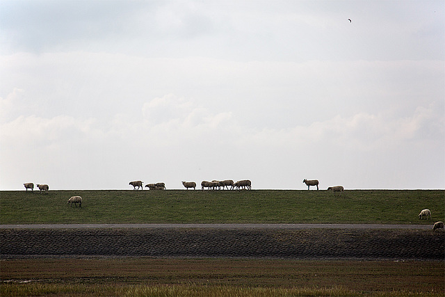 20140914 5300VRAw [NL] Schafe, Terschelling