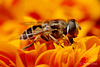 Hoverfly