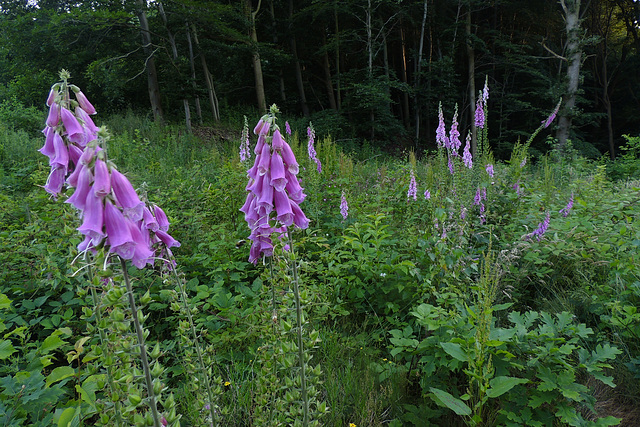 Forest Border