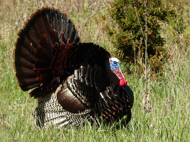 Wild Turkey, Pt Pelee, Ontario