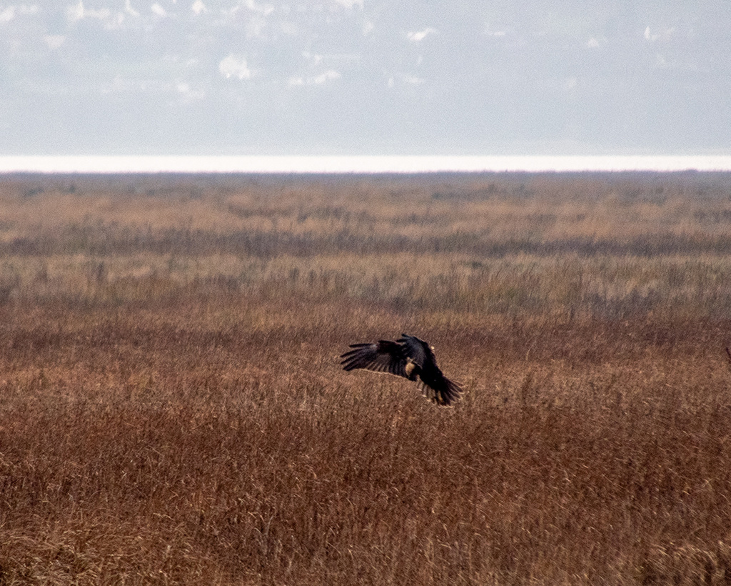 Marsh harrier