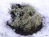 Usnea Lichen