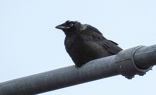 20190615 5344CPw [R~GB] Dohle, Haverfordwest, Wales