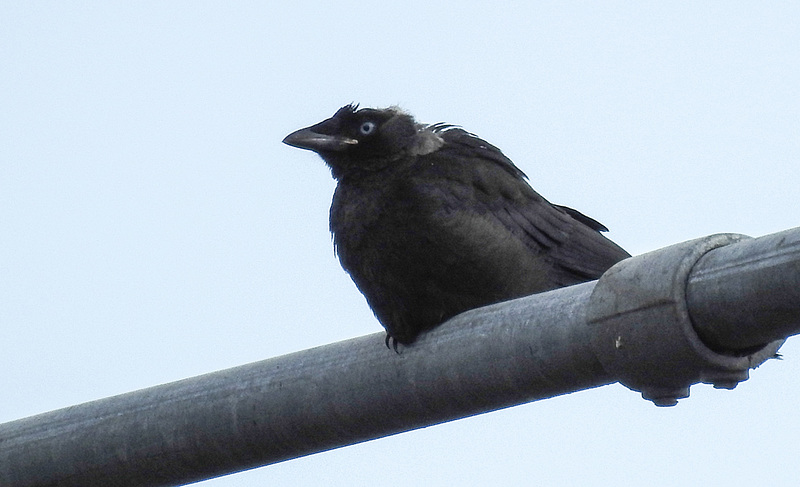 20190615 5344CPw [R~GB] Dohle, Haverfordwest, Wales